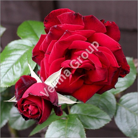 Rose Absolute Oil