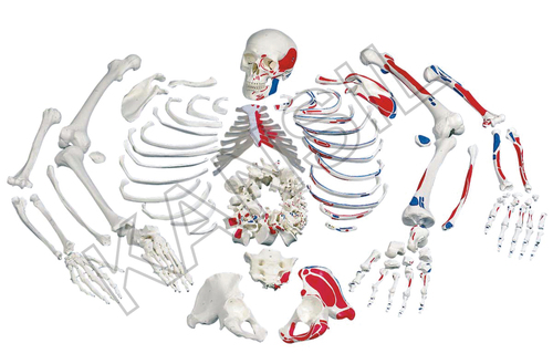 Disarticulated Painted Skeleton Model