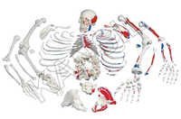 Disarticulated Painted Skeleton Model - Polyethylene Material, Life-sized | Realistic Human Anatomy Representation, Ideal For Educational Purposes