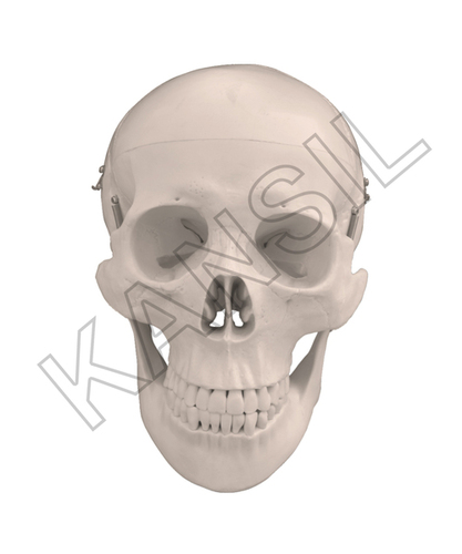 Human Skull Model Dx. Model
