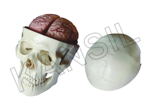 Skull Model with 8 Parts Brainn Model By N. C. KANSIL & SONS