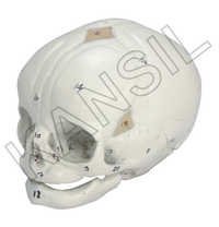 Human Fetal Skull Model
