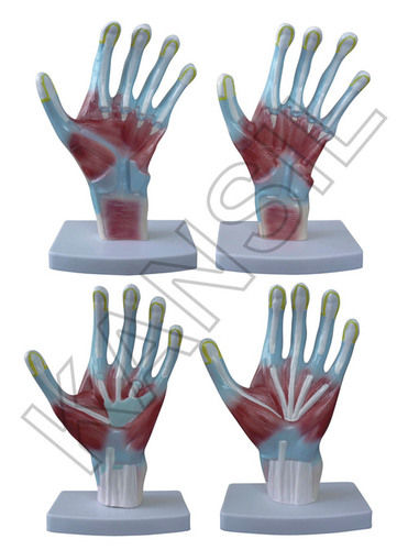 Palm Anatomy Model