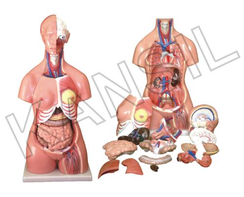 Unisex Torso 23 Parts 85 CM Model