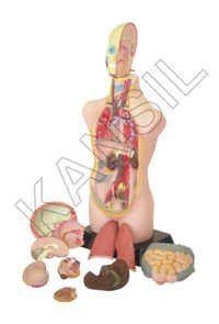 Human Torso Model - Pvc Material, 50 Cm High, Beige Color, 11 Dissectible Parts, Abs Base, Illustrated Manual | Ideal For Educational Anatomy Studies, Medical Training, Classroom Demonstrations