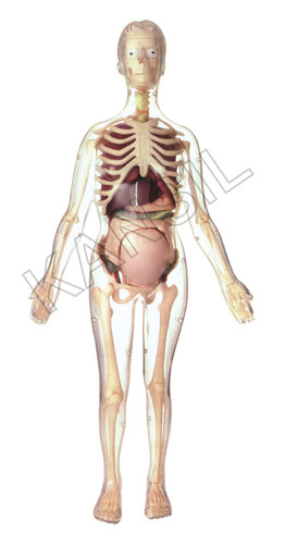 Visible Expectant Mother Anatomy Kit Model