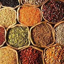 Indian Pulse