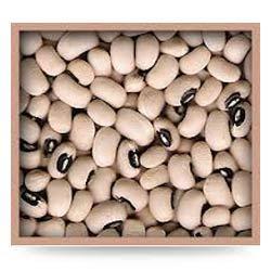 Lobia Pulse
