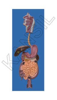 Human Digestive System Model - High Grade Synthetic Polymer, 40 X 80 Cm Beautifully Painted In Bright Colors