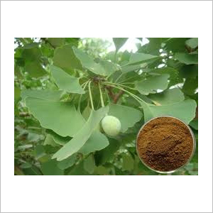 Gingko Biloba Extract