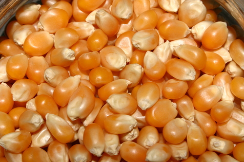 Maize Seed