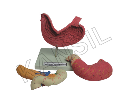 Human Stomach Pancreas And Duodenum Model