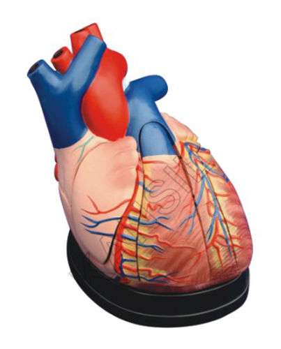 Middle Heart Model