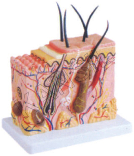 Skin Block Model