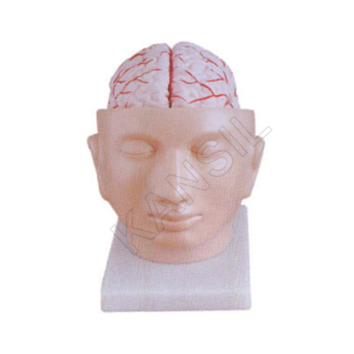 Brain With Artieries on Head Model