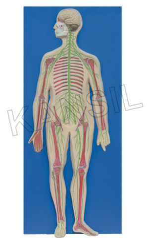 Human Nervous System Model