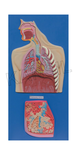 Human Respiratory System Model