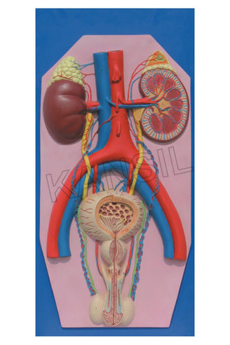 Human Excretory System Model