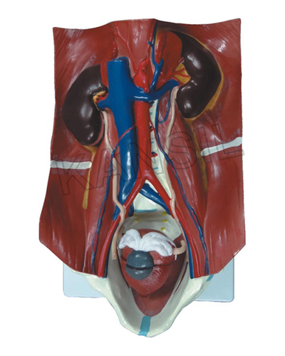 Urinary System Model