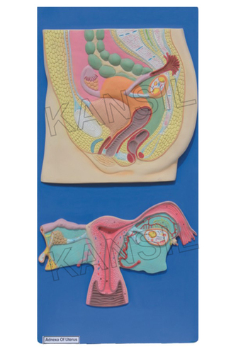 Human Reproductive System Female Model