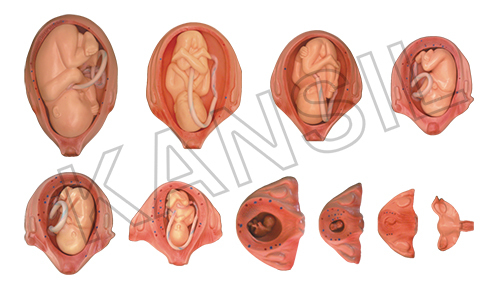The Development Process of Fetus Model