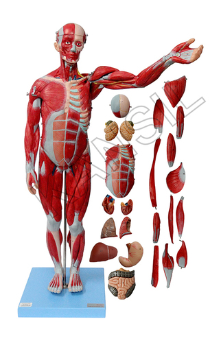 Male Muscle 78 cms Model