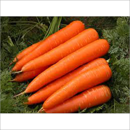 Fresh Carrot