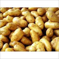 Fresh Potato - Variable Weight, Oval Shape, Light Brown Color | Fresh, Hygienic, Nutritious, Versatile, Bulk Packaging