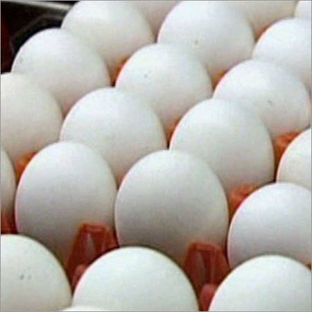 Farm Egg Farm Egg