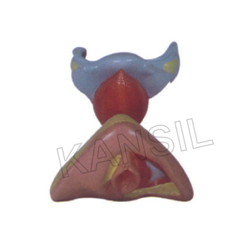 Female Internal And External Genital Organs model