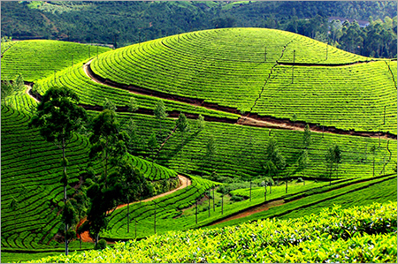 Kerala Tour Packages