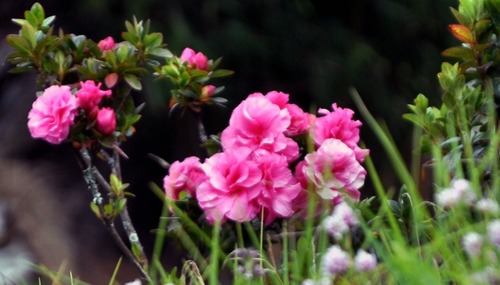 Rhododendron Flower
