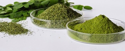 Dry Moringa Leaf Powder