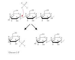 Saccharification Enzyme