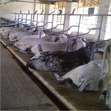 Cow Dairy Farming