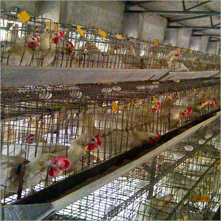Layer Chicken Farming