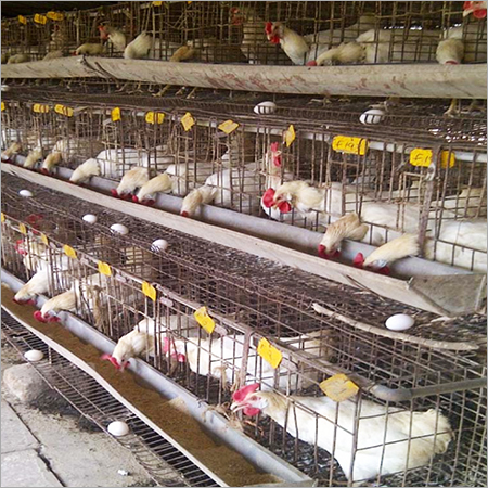 Layer Poultry Farming