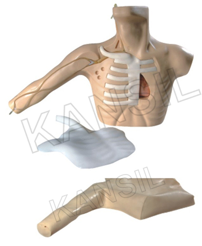 PICC Line (Peripherally Inserted Central Catheter)