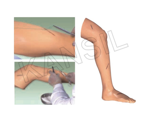 Premium Advanced Surgical Suture Leg Model