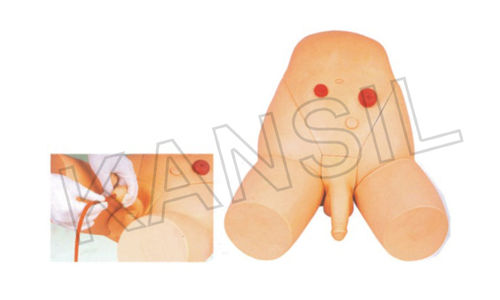 Male Catheterization Training Simulator Model