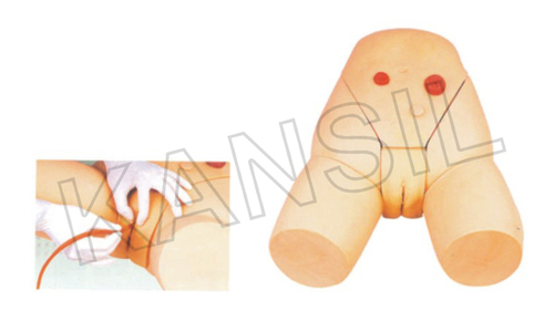 Female Catheterization Training Simulator Model