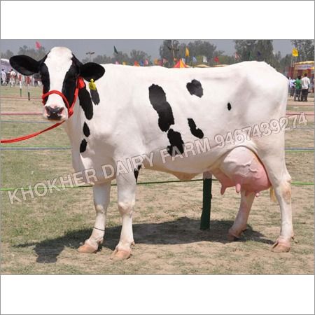 Indian Hf Cow