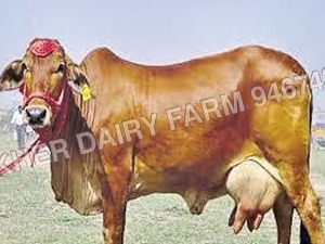 Hariana Cow