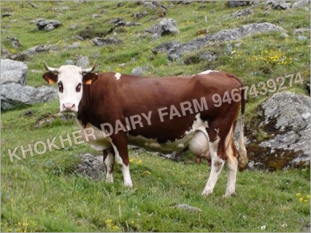 Haryana Karan Swiss Cow