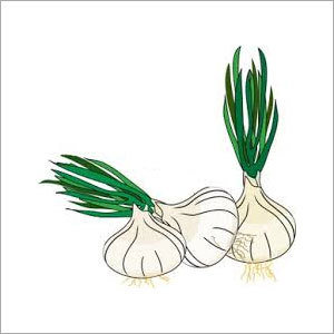 Fresh Dry Garlic