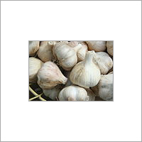 Fresh Garlic