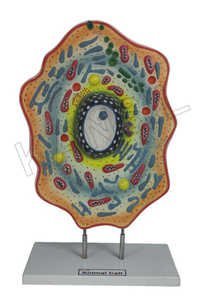 Animal Cell Model - Synthetic Polymer, 30x40x10 Cm | 19 Labeled Parts, Removable Stand, Bright Colors