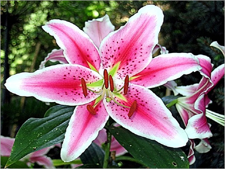 Lily Agarbattis
