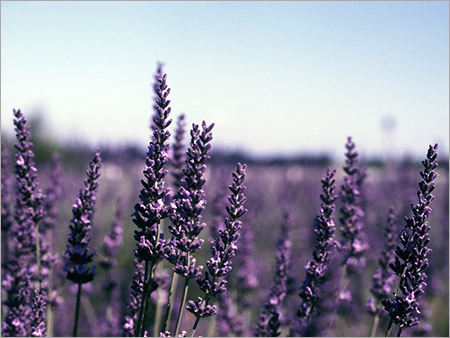 Lavender Agarbatti