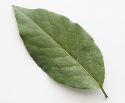Green Bay Leaf